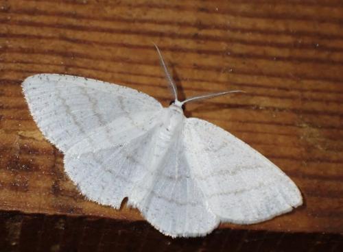 Réf. 317 474 : Cabera pusaria